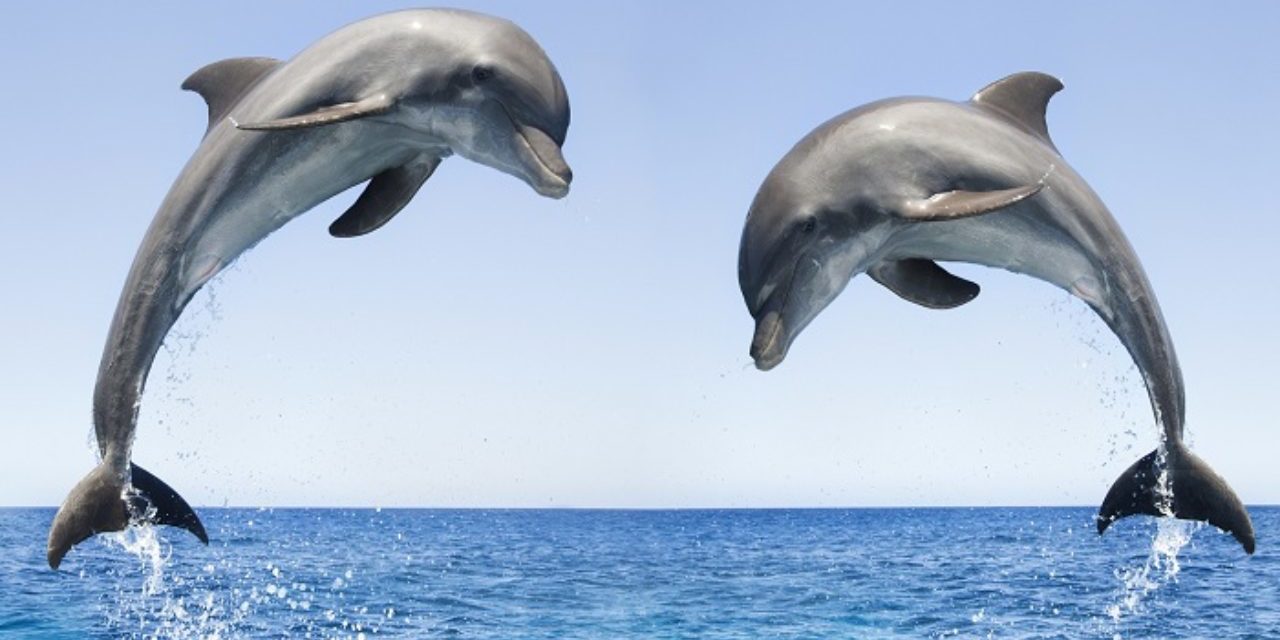 Nuotatore soccorso grazie all’aiuto dei delfini