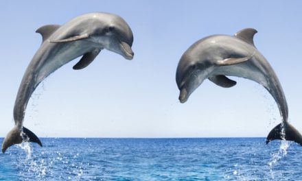 Nuotatore soccorso grazie all’aiuto dei delfini