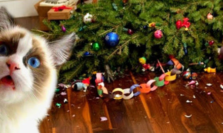 5 modi per salvare l’albero di Natale dai gatti